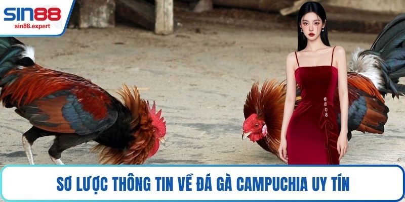Sơ lược thông tin về đá gà Campuchia uy tín